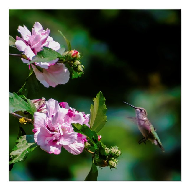 Ruby-throated Hummingbird - Original Photograph Poster (Front)