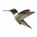 Ruby Throated Hummingbird Photo Sculpture Keychain<br><div class="desc">This lovely 3D keychain is a ruby throated hummingbird</div>