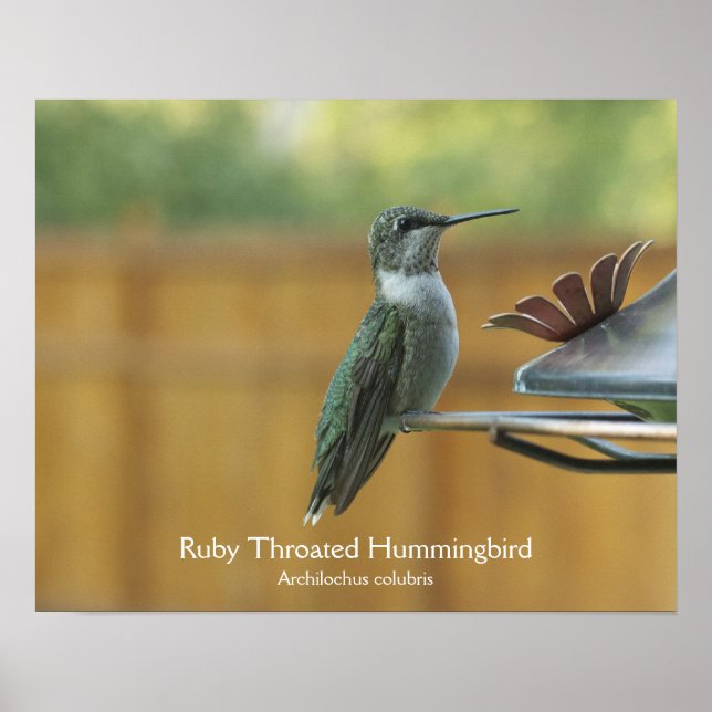 Ruby Throated Hummingbird Poster (Front)