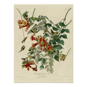 Ruby-throated Hummingbird Poster