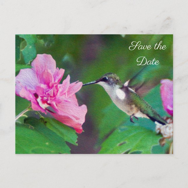 Ruby Throated Hummingbird Save the Date Postcard (Front)