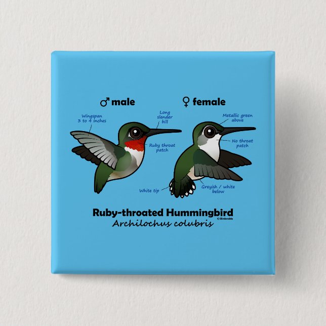 Ruby-throated Hummingbird Statistics 2 Inch Square Button (Front)