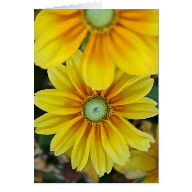 Rudbeckia, Blank (Front)
