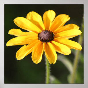 Rudbeckia Daisy Poster