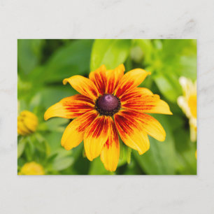 Rudbeckia Flower  Postcard