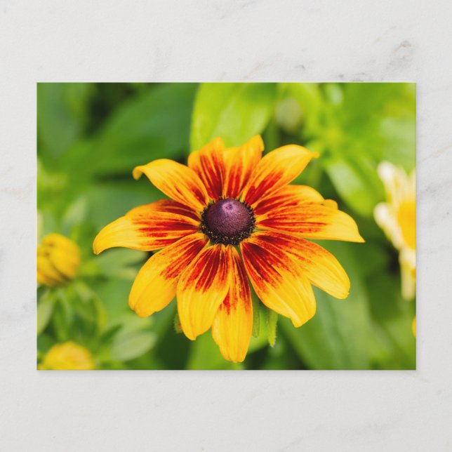Rudbeckia Flower  Postcard (Front)