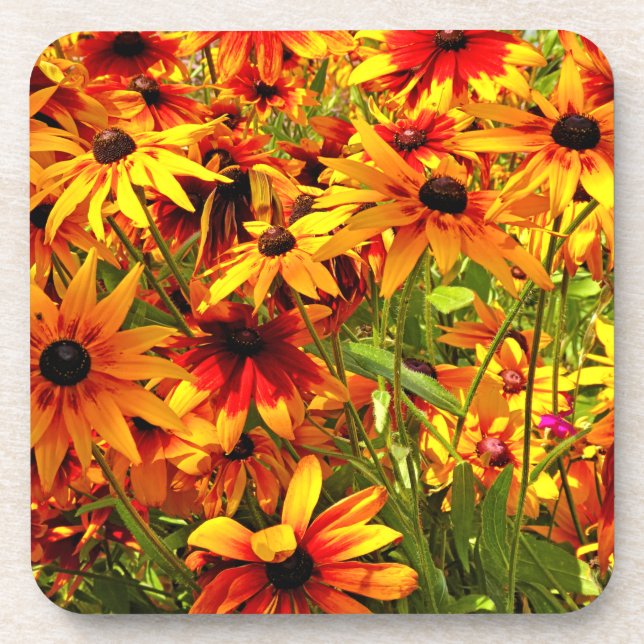 RUDBECKIA FLOWERS    COASTER (Front)