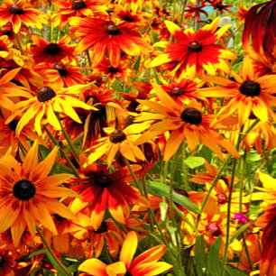 RUDBECKIA FLOWERS    TILE