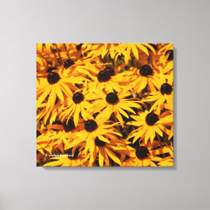 Rudbeckia Fulgida / Orange Coneflower Canvas Print