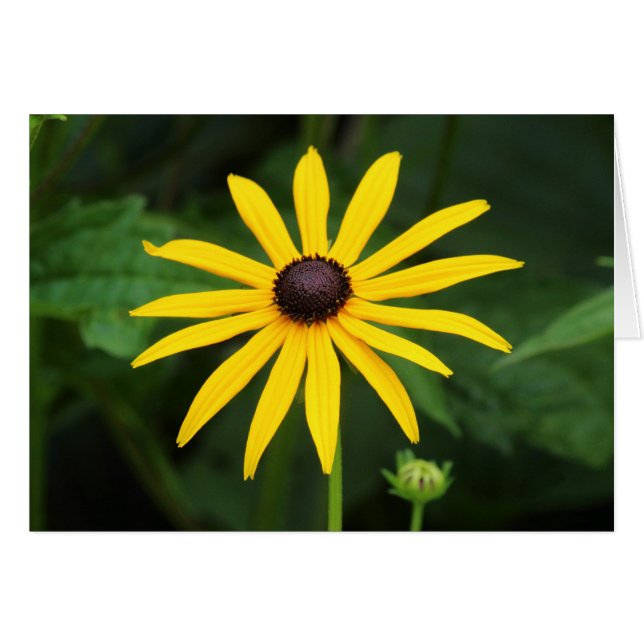 Rudbeckia hirta (Front Horizontal)
