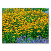 Rudbeckia Hirta And Lavender