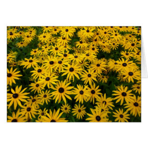 Rudbeckia Hirta (Black-eyed Susans)