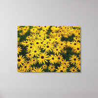 Rudbeckia Hirta (Black-eyed Susans)