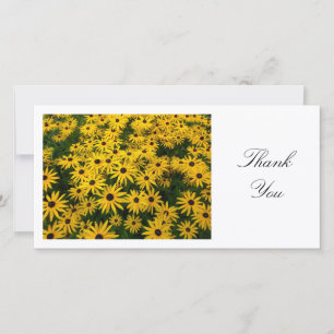 Rudbeckia Hirta (Black-eyed Susans) - Thank You