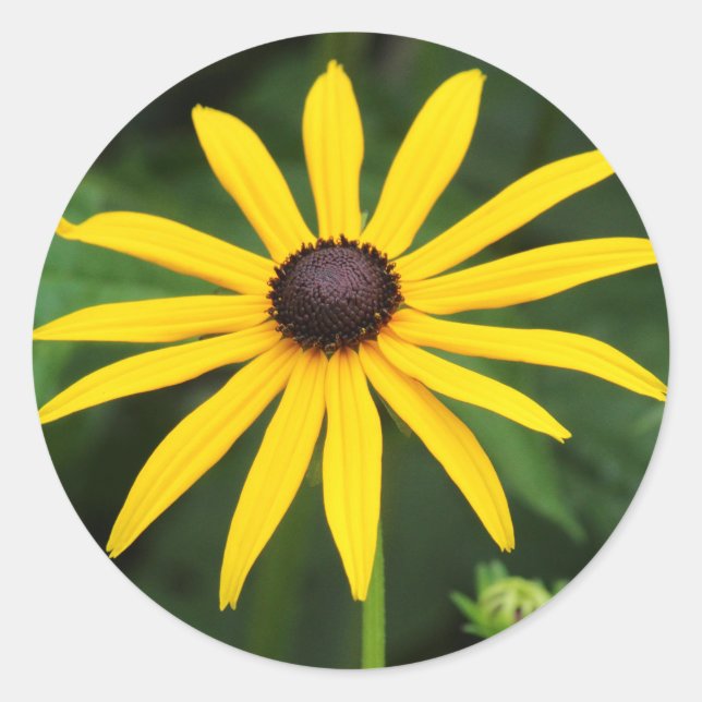 Rudbeckia hirta classic round sticker (Front)