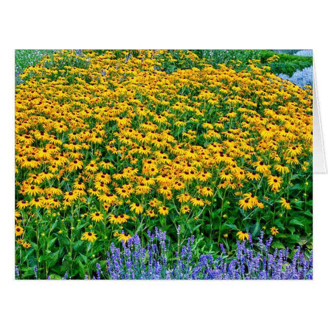 Rudbeckia Hirta Et Lavande (Devant horizontal)