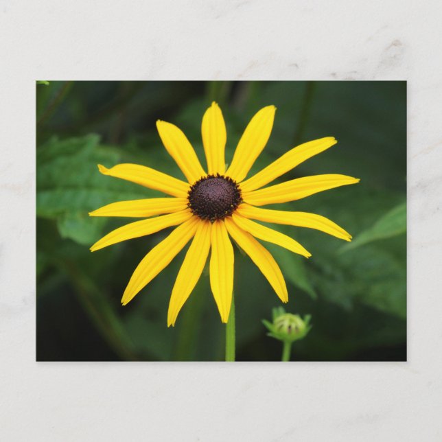 Rudbeckia hirta postcard (Front)