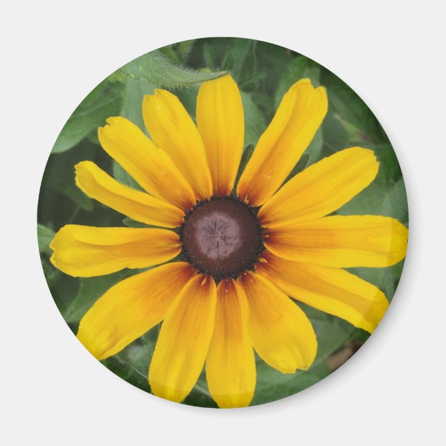 Rudbeckia Magnet (Devant)