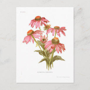 Rudbeckia purpurea postcard