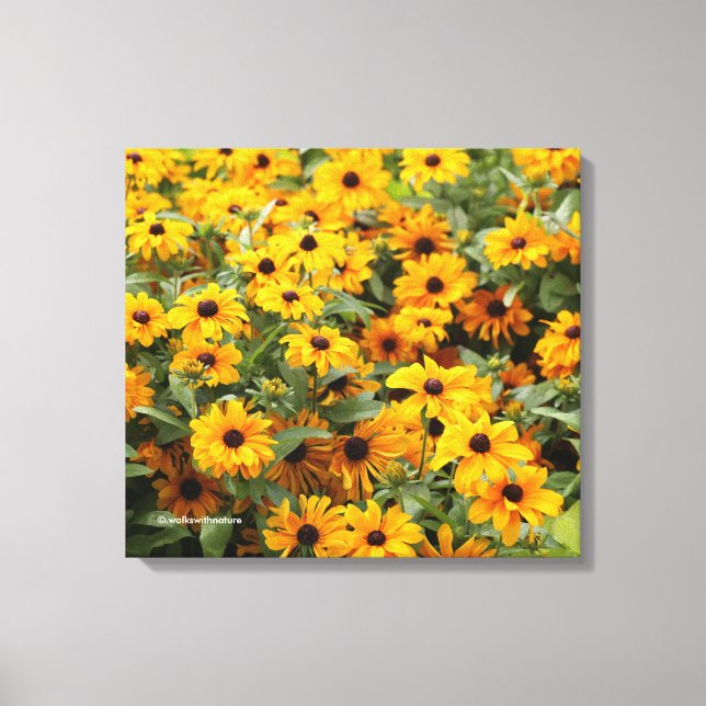 Rudbeckias / A Bed of Black-Eyed Susans Canvas Print (Front)