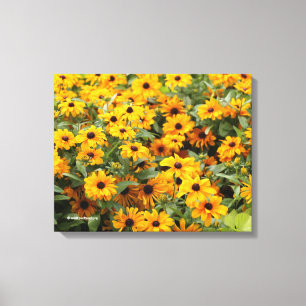 Rudbeckias / A Bed of Black-Eyed Susans Canvas Print