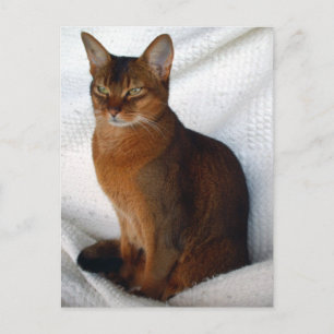 Ruddy Abyssinian Cat Postcards