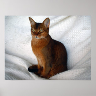 Ruddy Abyssinian Cat Poster