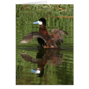 Ruddy Duck Card