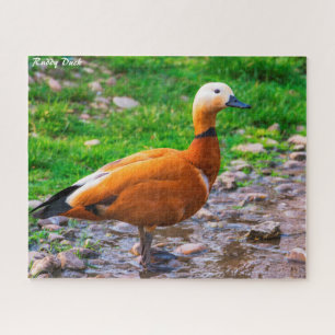 Ruddy Duck Jigsaw Puzzle