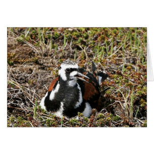 Ruddy Turnstone on Nest