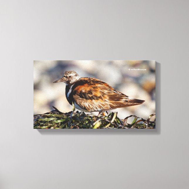 Ruddy Turnstone Shorebird at the Beach Canvas Print (Front)