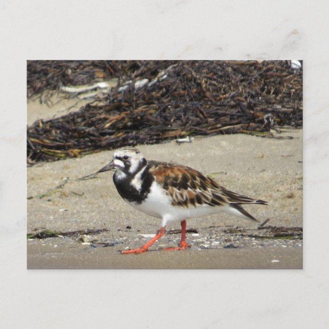 Ruddy Turnstone (summer phase) Postcard (Front)