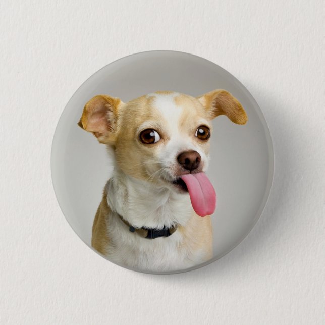 Rude Chihuahua Button (Front)