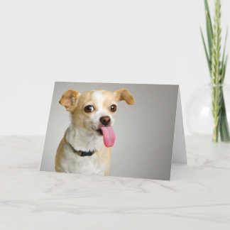 Rude Chihuahua Card