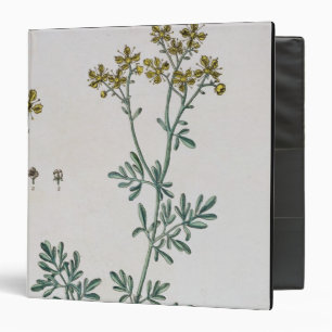 Rue, plate 7 from 'A Curious Herbal', published 17 Binder