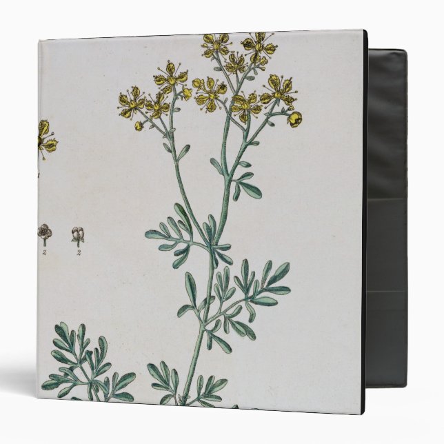 Rue, plate 7 from 'A Curious Herbal', published 17 Binder (Front/Inside)
