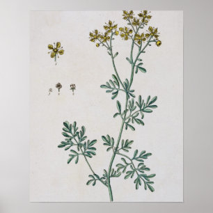 Rue, plate 7 from 'A Curious Herbal', published 17 Poster