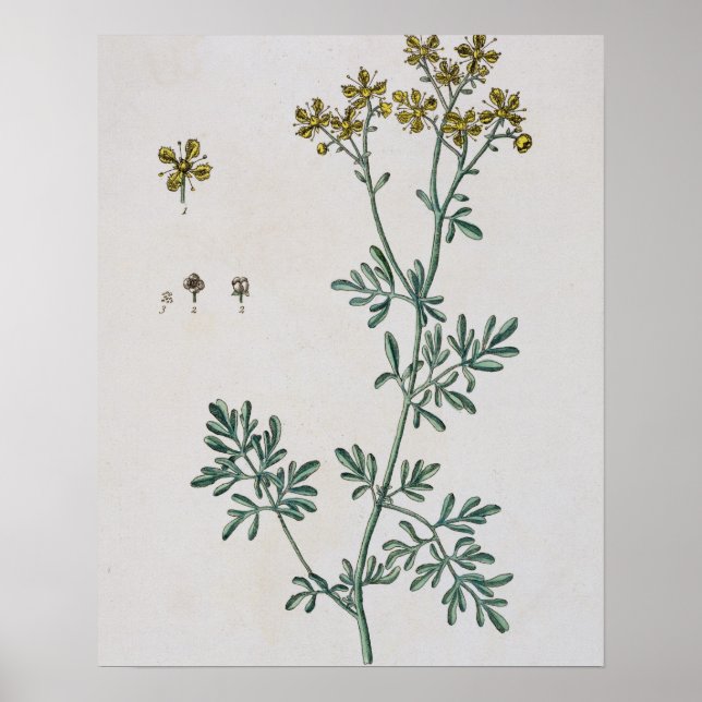 Rue, plate 7 from 'A Curious Herbal', published 17 Poster (Front)