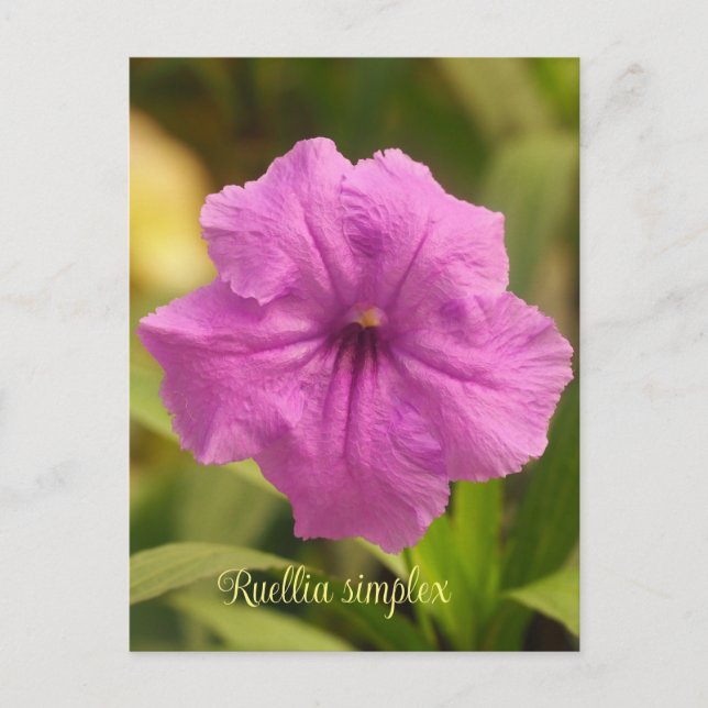 Ruellia simplex  holiday postcard (Front)