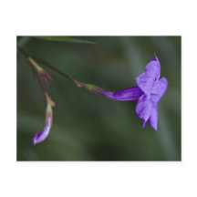 Ruellia simplex, the Mexican petunia closeup