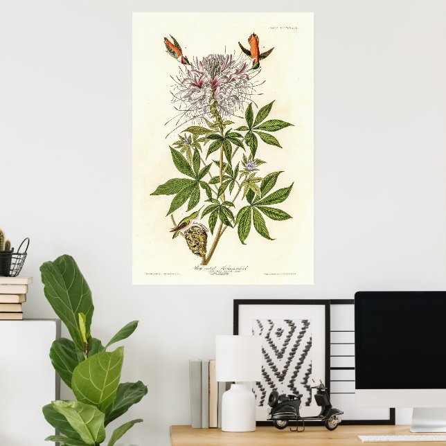 Ruff-necked Hummingbird Poster (Home Office)