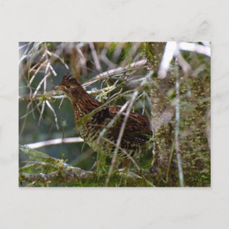 Ruffed Grouse 02 Postcard