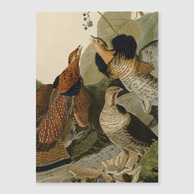 Ruffed Grouse Audubon Game Bird (Front)