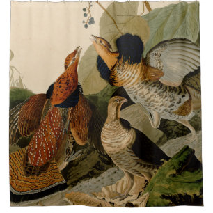 Ruffed Grouse Audubon Game Bird
