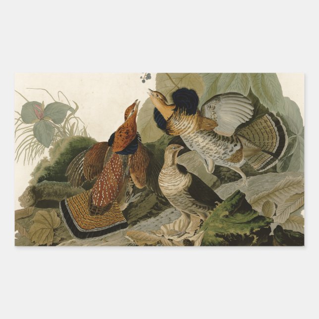 Ruffed Grouse Audubon Game Bird Sticker (Front)
