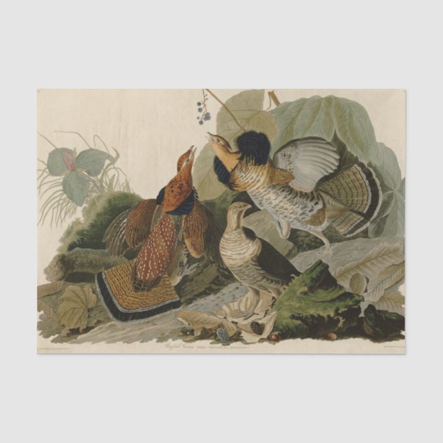 Ruffed Grouse Audubon Game Bird Tissue Paper (Front)