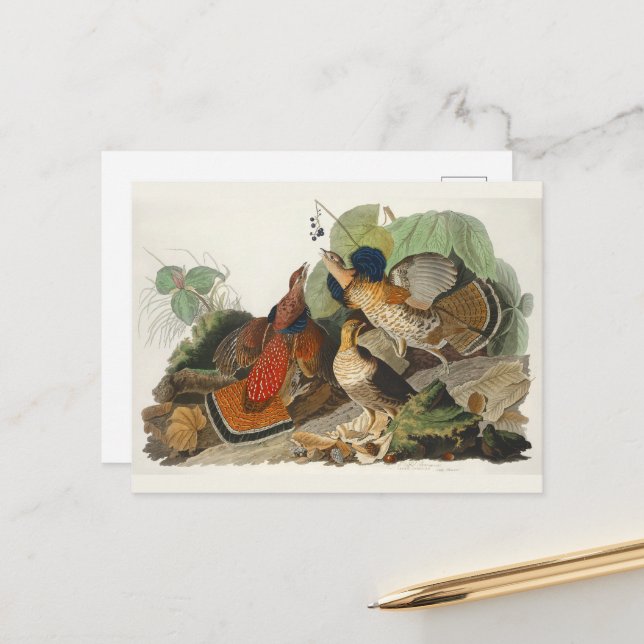 Ruffed Grouse Audubon Wildlife Painting Postcard (Front/Back In Situ)