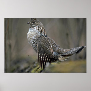 Ruffed grouse drumming poster