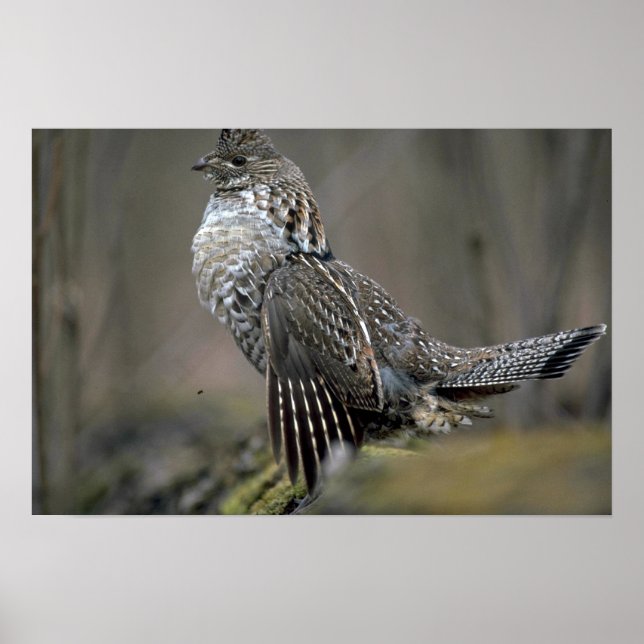 Ruffed grouse drumming poster (Front)