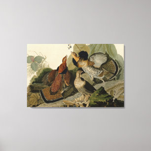 Ruffed Grouse - from Audubon's Birds of America Canvas Print